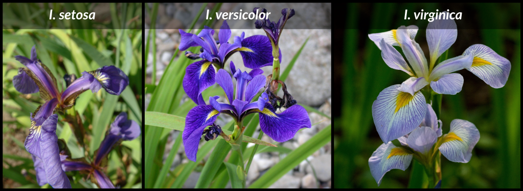 Figure 4. Images of the the focal Iris species from the built-in R dataset, iris. Image credits, from left to right, are Radomil (CC 3.0), D. Gordon E. Robertson (CC 3.0), and Eric Hunt (CC 4.0).